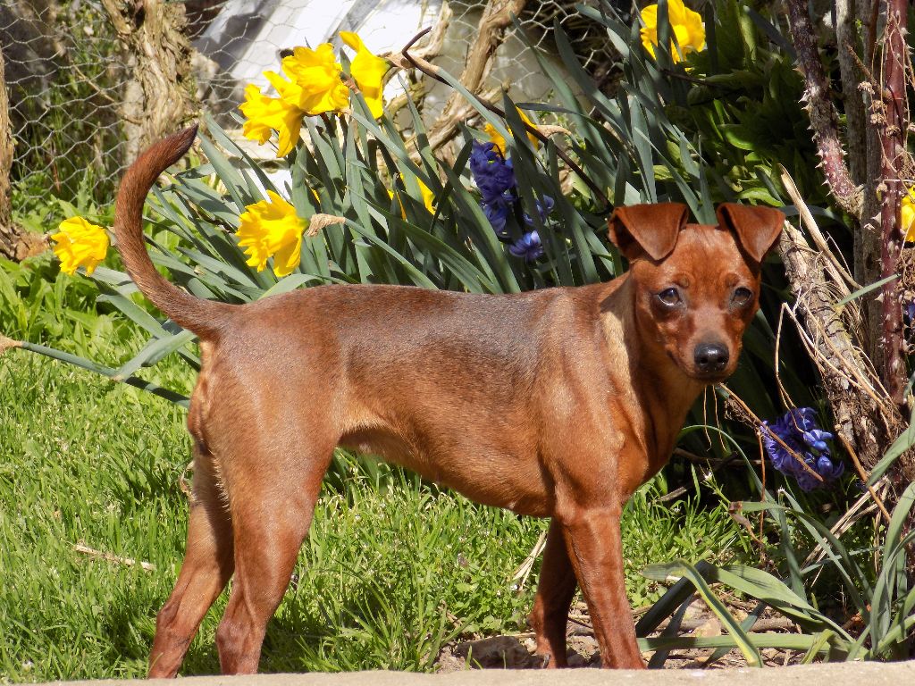 Luna selena De La Tendre Destinée