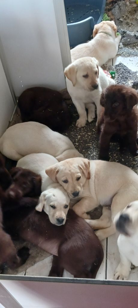 chiot Labrador Retriever De La Tendre Destinée