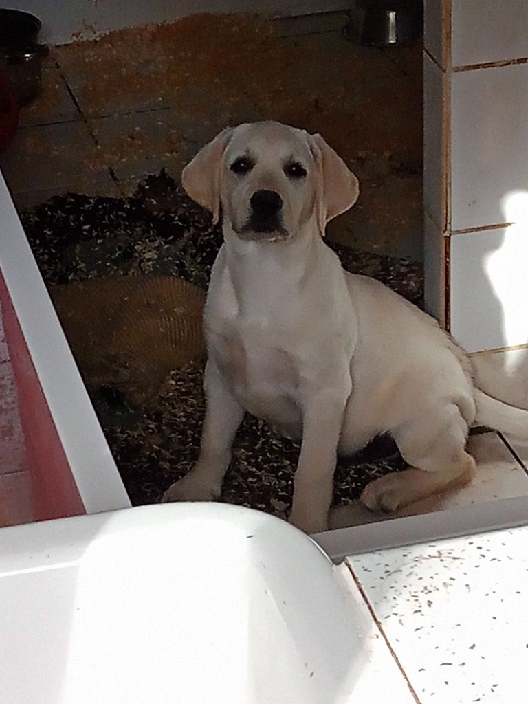 De La Tendre Destinée - Labrador Retriever - Portée née le 05/07/2021