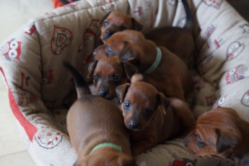 chiots