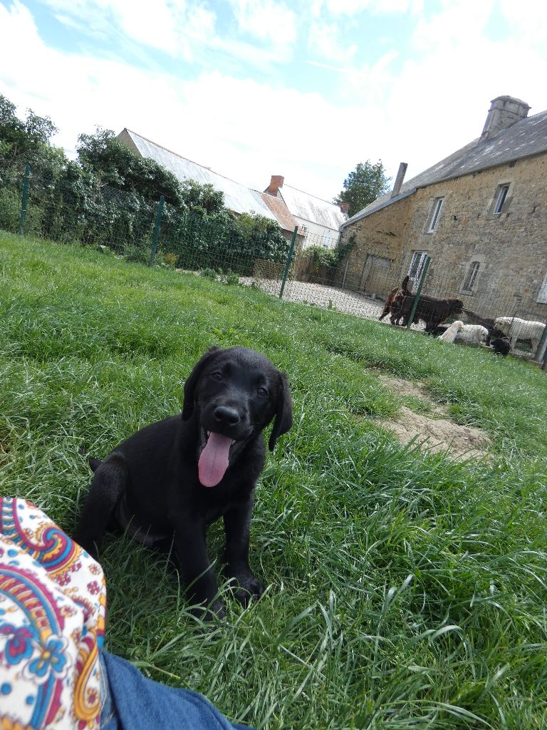 De La Tendre Destinée - Chiots disponibles - Labrador Retriever