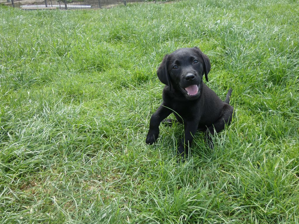 De La Tendre Destinée - Chiots disponibles - Labrador Retriever