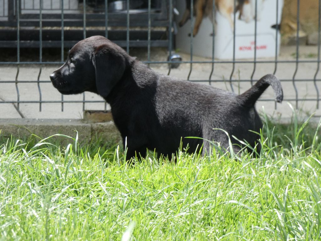 De La Tendre Destinée - Chiots disponibles - Labrador Retriever