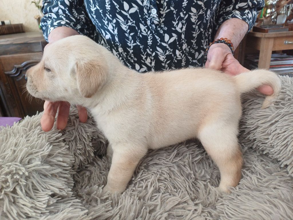 De La Tendre Destinée - Chiots disponibles - Labrador Retriever