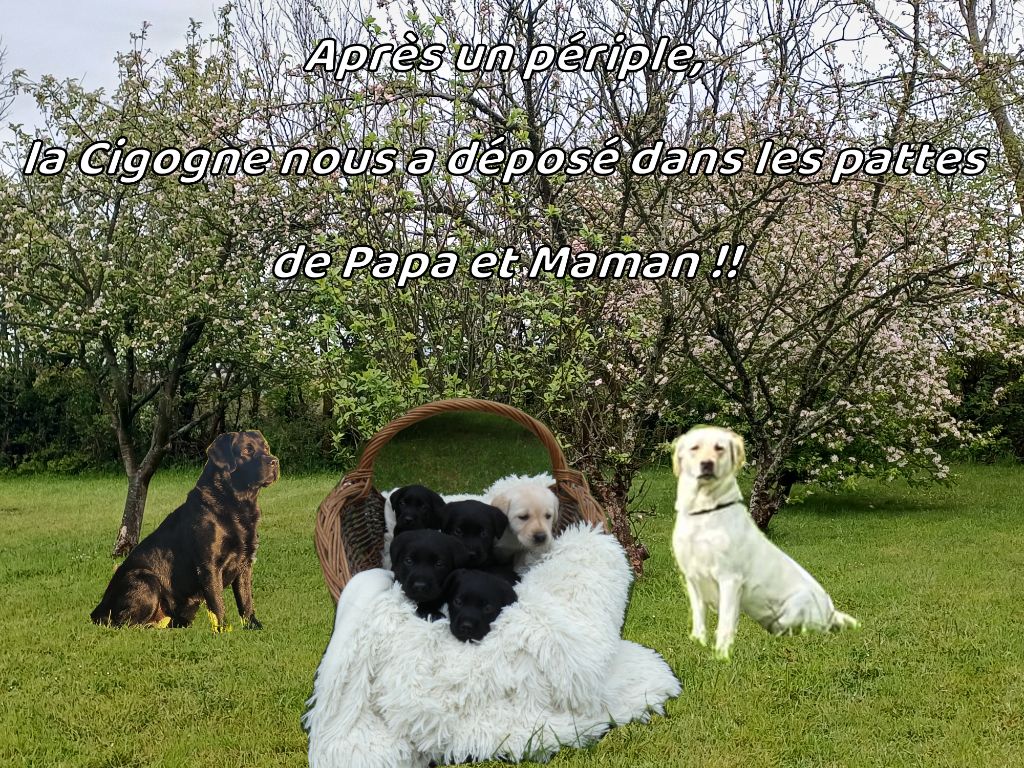 Chiot Labrador Retriever De La Tendre Destinée