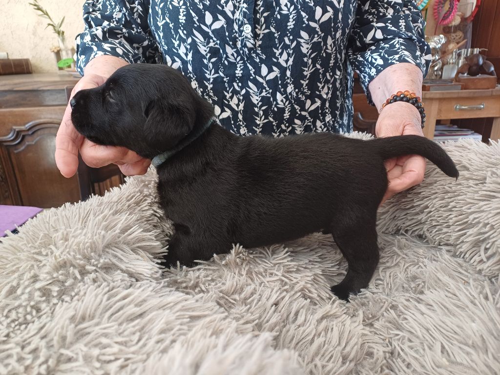 De La Tendre Destinée - Chiots disponibles - Labrador Retriever